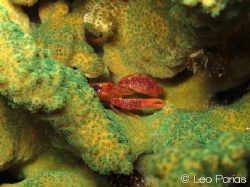 This beautiful snapper shrimp was spotted at a night dive... by Leonardo Parias 